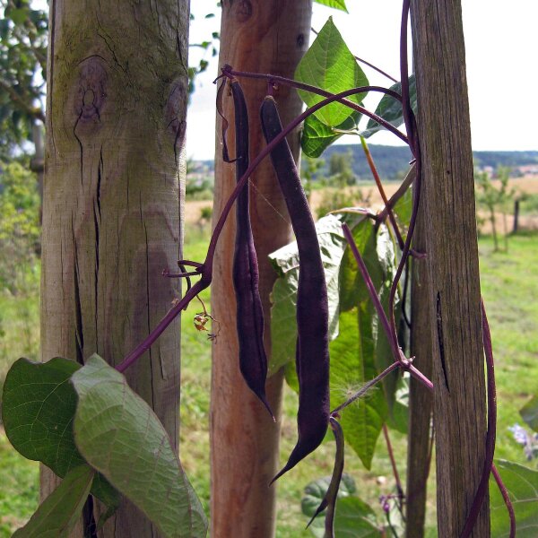 Judía de enrame Cosse Violette (Phaseolus vulgaris) semillas