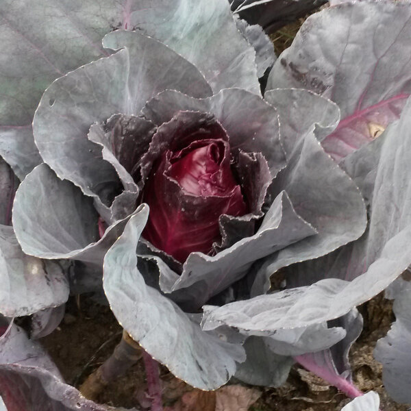 Col puntiaguda roja Kalibos (Brassica oleracea var. capitata) semillas