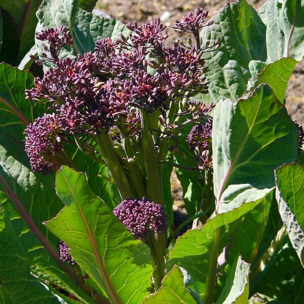 Brócoli violeta Purple Sprouting (Brassica oleracea var. italica) semillas