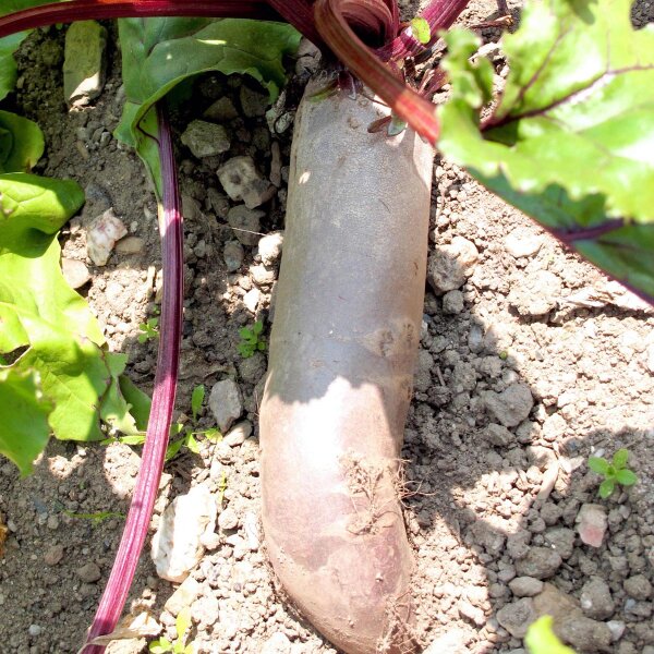 Beterraba roja Cylindra (Beta vulgaris) semillas