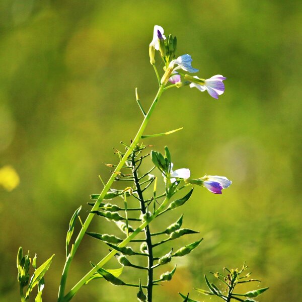 Rábano oleaginoso (Raphanus sativus var. oleifera) semillas