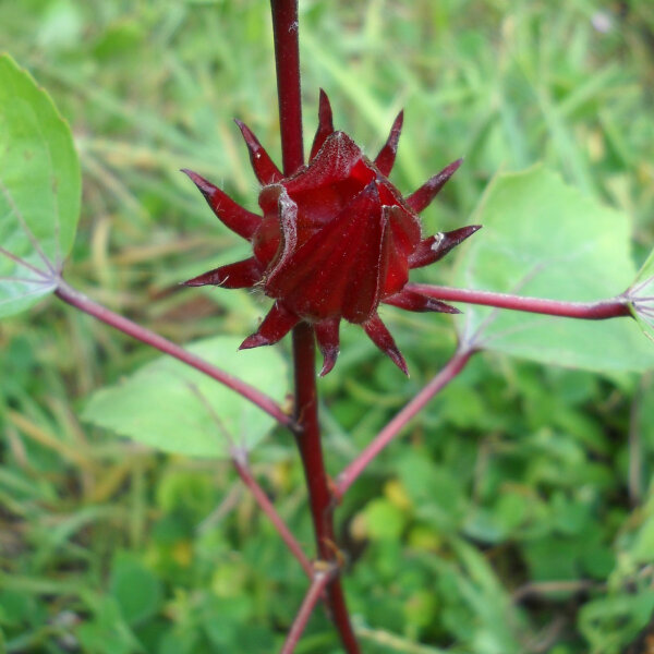 Rosella/ Rosa de Jamaica (Hibiscus sabdariffa) semillas