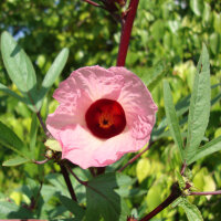 Rosella/ Rosa de Jamaica (Hibiscus sabdariffa) semillas