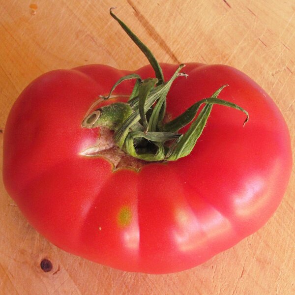 Tomate "Rosa de Berna" (Solanum lycopersicum) orgánico semillas