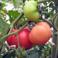 Tomate "Rosa de Berna" (Solanum lycopersicum) orgánico semillas