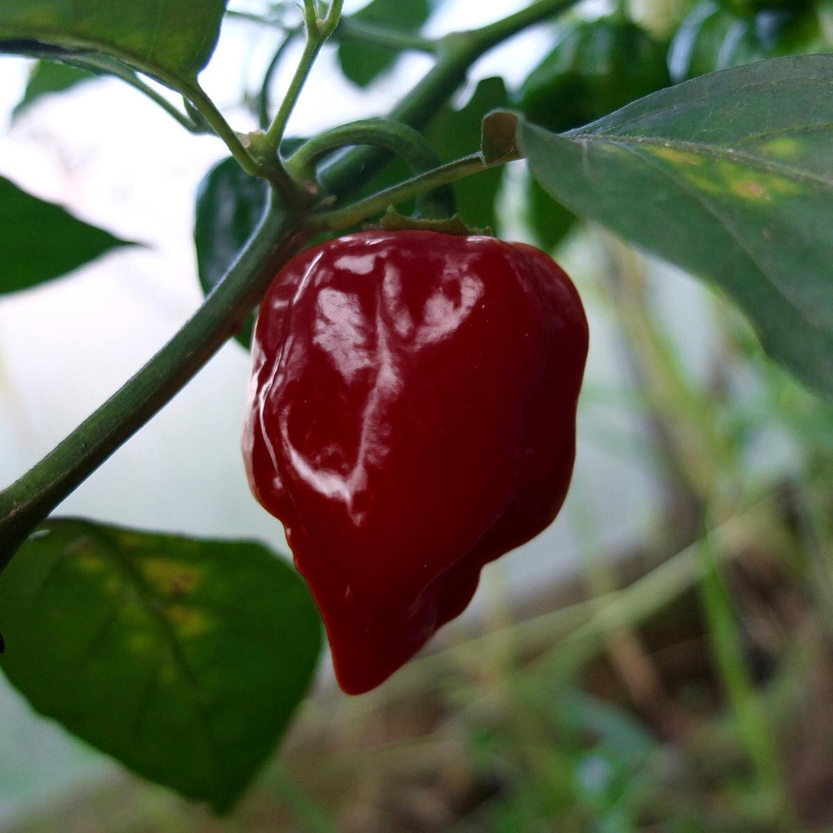 Chile 'chocolate Scotch Bonnet' (capsicum Chinense) Semillas