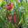 Pimiento banana Sweet Banana (Capsicum annuum) semillas