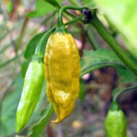 Chile Monkeyface (Capsicum chinense) semillas