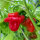 Chile Mini Bonnet (Capsicum annuum) semillas