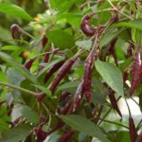 Pimiento Thai Kali Mirch (Capsicum annuum) semillas