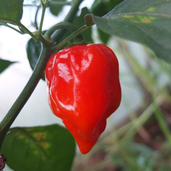 Chile Habanero Savinas Roja Red Savina (Capsicum chinense) semillas