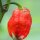 Chile Picoso Trinidad Scorpion Red (Capsicum chinense) semillas