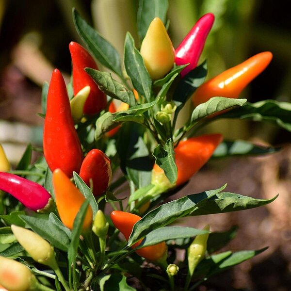 Chile checo Okrasné spicaté (Capsicum frutescens) semillas