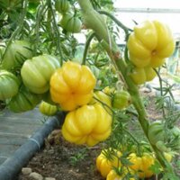 Tomate Amarillo Yellow Ruffled (Solanum lycopersicum) semillas