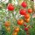 Tomate "Outdoor Girl" (Solanum lycopersicum) semillas
