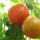 Tomate Stupice (Solanum lycopersicum) semillas