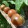 Tomate cereza “Black Sweet Cherry” (Solanum lycopersicum) semillas