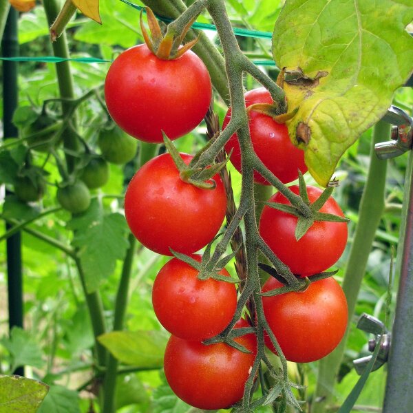 Tomate Cereza Gardeners Delight (Solanum lycopersicum) semillas