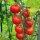 Tomate Cereza Gardeners Delight (Solanum lycopersicum) semillas