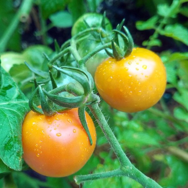 Tomate cherry amarillo Mirabelle (Solanum lycopersicum) semillas