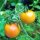 Tomate cherry amarillo Mirabelle (Solanum lycopersicum) semillas