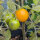 Tomate Pendulina Amarilla (Solanum lycopersicum) semillas