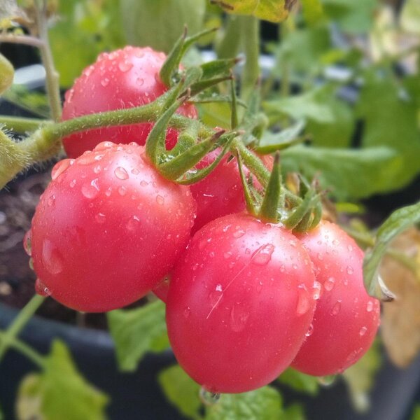 Tomate cherry extra precoz "Whippersnapper" (Solanum lycopersicum) semillas