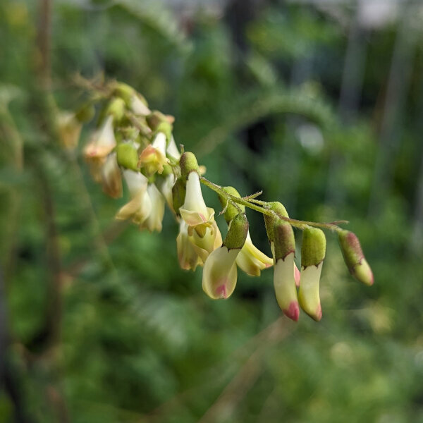 Astrágalo Huang-Qi (Astragalus membranaceus) semillas