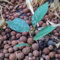 Pawpaw/ banano de montaña (Asimina triloba) semillas