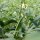 Okra / quingombó (Abelmoschus esculentus) semillas
