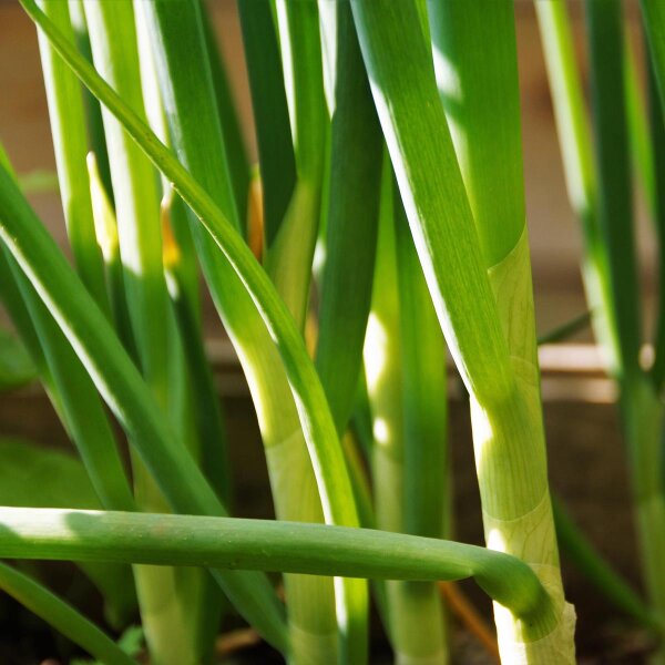 Cebolleta Ishikura (Allium fistulosum) semillas