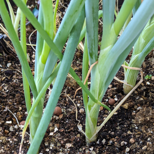 Cebolleta japonés Shimonita (Allium fistulosum) semillas