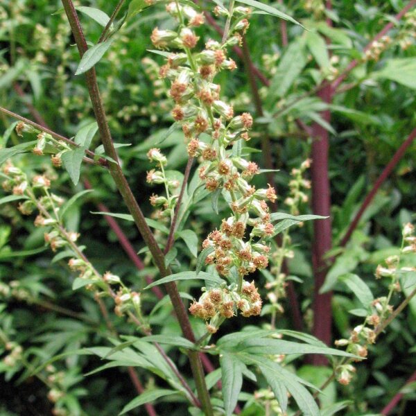 Artemisa común (Artemisia vulgaris) semillas