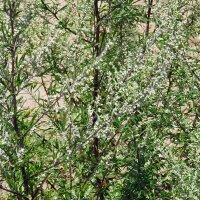 Artemisa común (Artemisia vulgaris) semillas