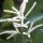 Plumas de novia (Aruncus dioicus syn. A. sylvestris) semillas