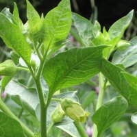 Belladonna amarilla (Atropa belladonna var. lutea) semillas