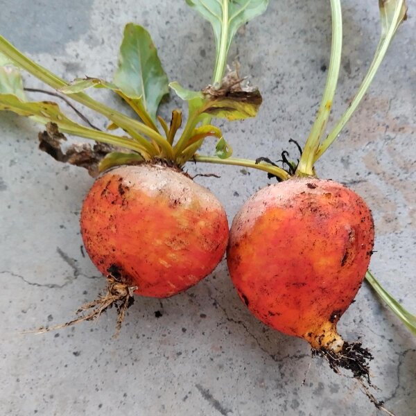 Remolacha amarilla "Golden" (Beta vulgaris) semillas