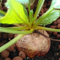 Remolacha amarilla "Golden" (Beta vulgaris) semillas