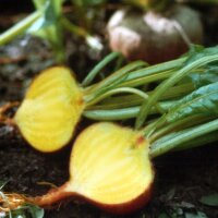 Remolacha amarilla "Golden" (Beta vulgaris) semillas