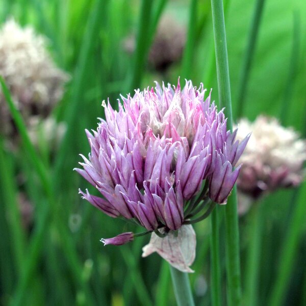 Cebollino Gonzales (Allium schoenoprasum) orgánico semillas