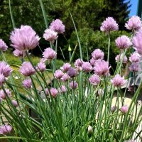 Cebollino Gonzales (Allium schoenoprasum) orgánico semillas