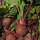 Remolacha roja Robuschka (Beta vulgaris) orgánico semillas