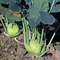 Col rábanao blanco gigante Superschmelz (Brassica oleracea var. gongylodes) orgánico semillas