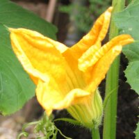 Calabaza Hokkaido / potimarrón Red Kuri (Cucurbita maxima) orgánico semillas