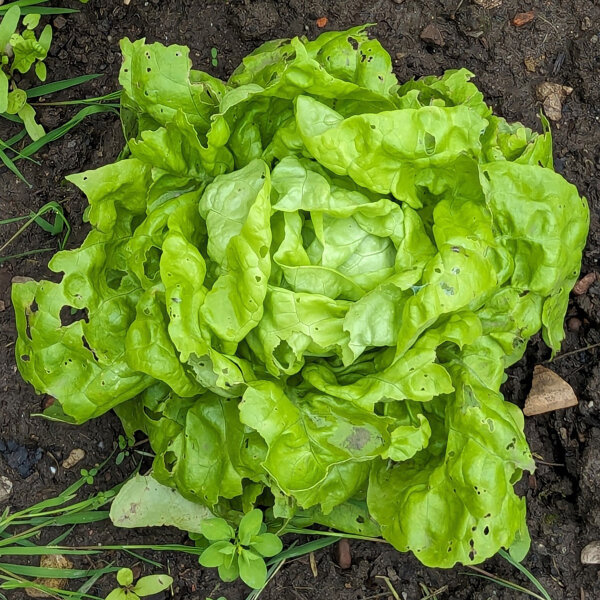 Lechuga Neckarriesen (Lactuca sativa) orgánico semillas