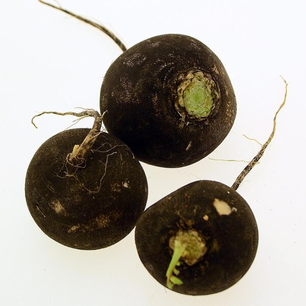 Rábano redondo negro Runder Schwarzer Winter (Raphanus sativus L. var. niger) orgánico semillas