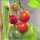 Tomate en rama "Zuckertraube" (Solanum lycopersicum) orgánico semillas