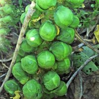 Coles de bruselas Evesham Special (Brassica oleracea) semillas