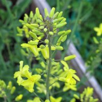 Coles de bruselas Evesham Special (Brassica oleracea) semillas