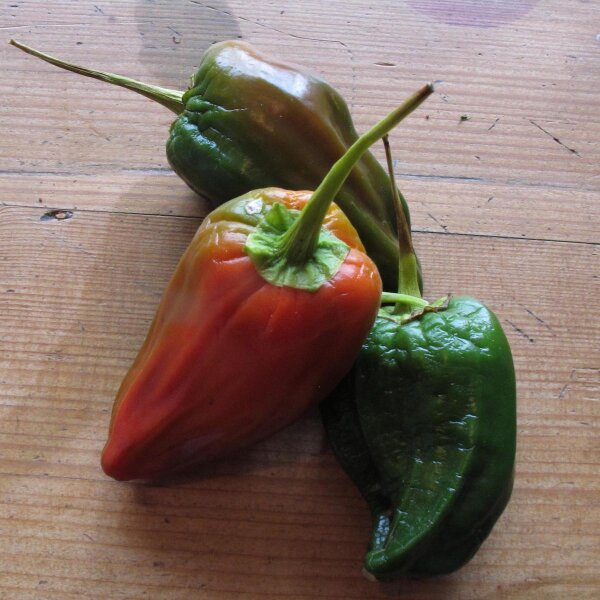 Chile Ancho / pimiento poblano (Capsicum annuum) semillas